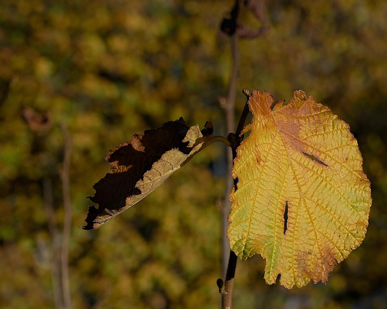 leaf discolored autumn free photo