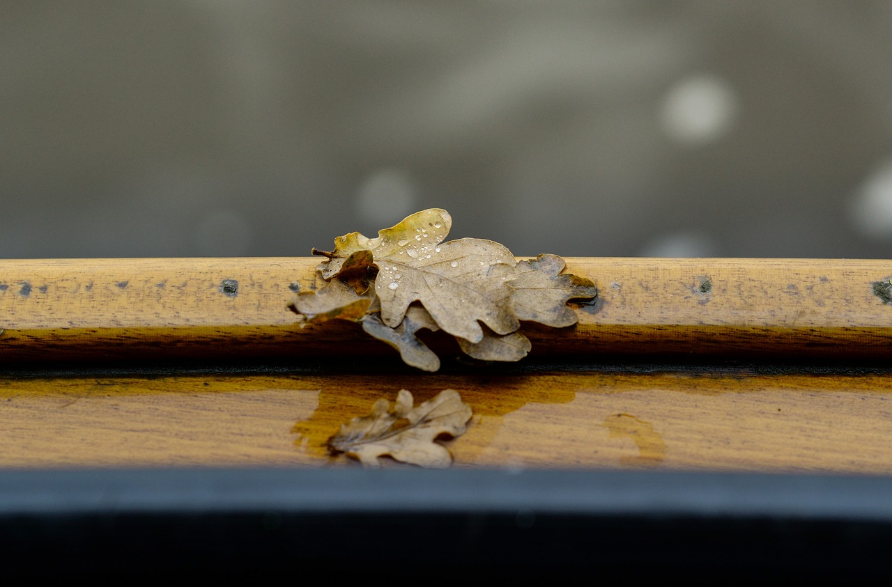 leaf rail boat free photo