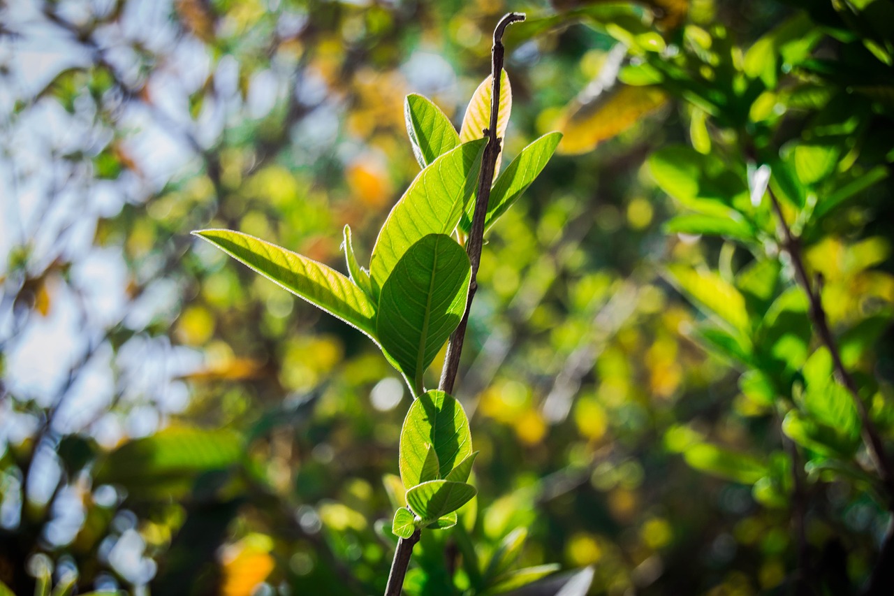 leaf tree nature free photo