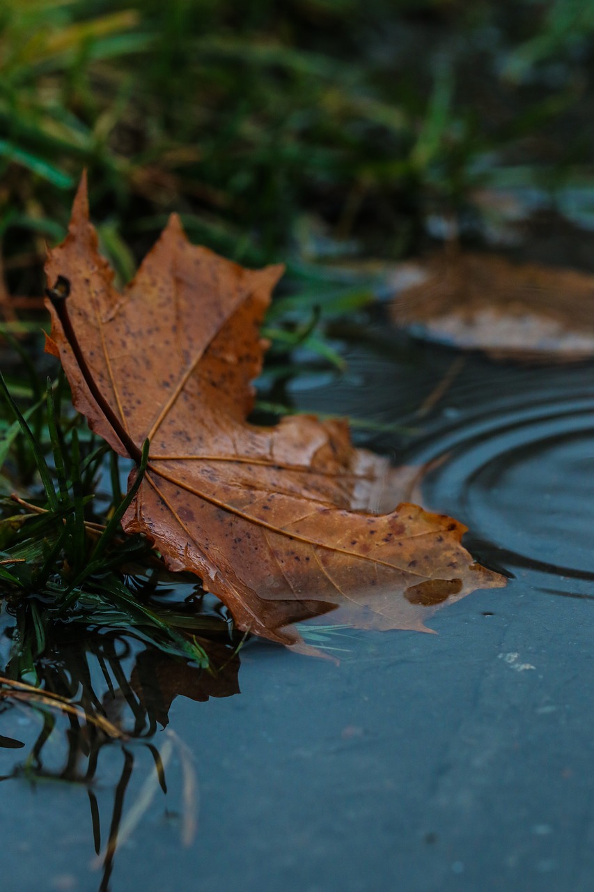 leaf puddle rain free photo