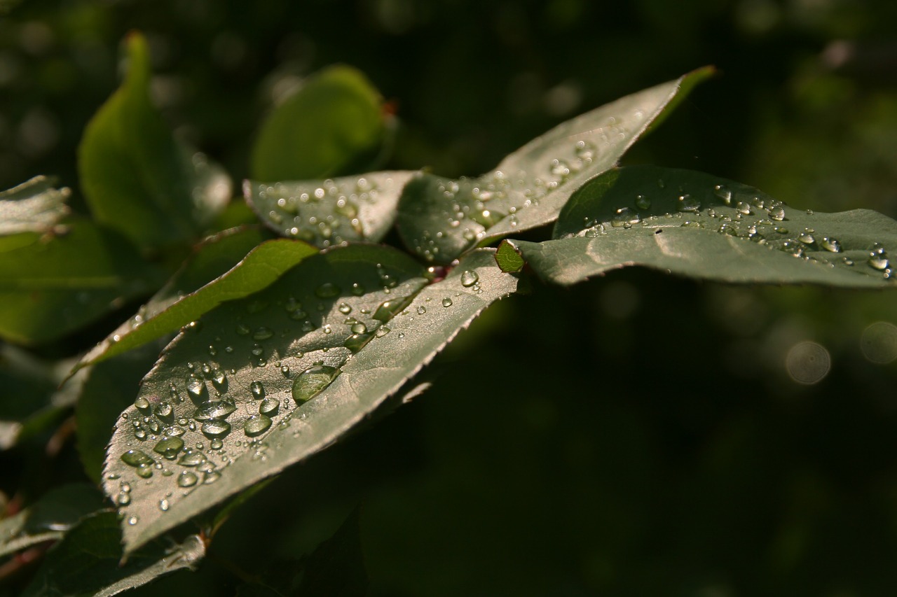 leaf nature rain free photo