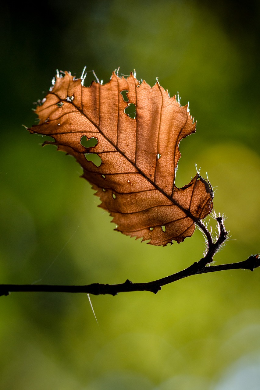 leaf autumn leaves free photo