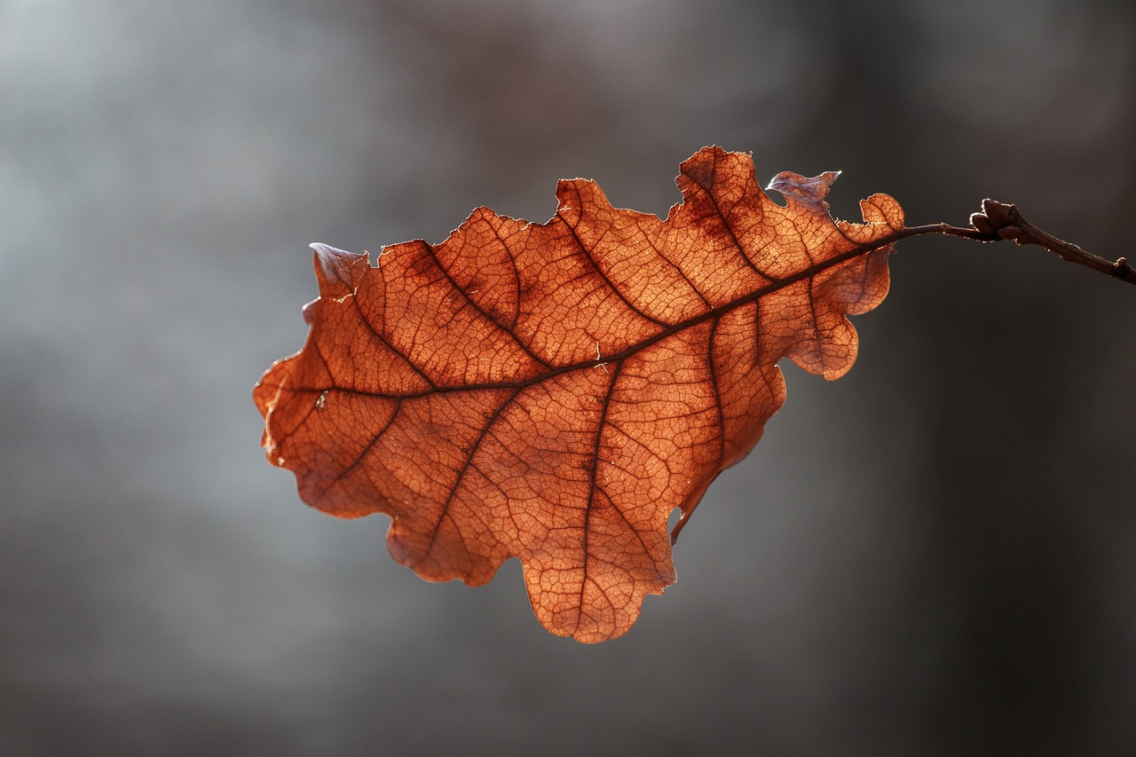 leaf autumn fall foliage free photo