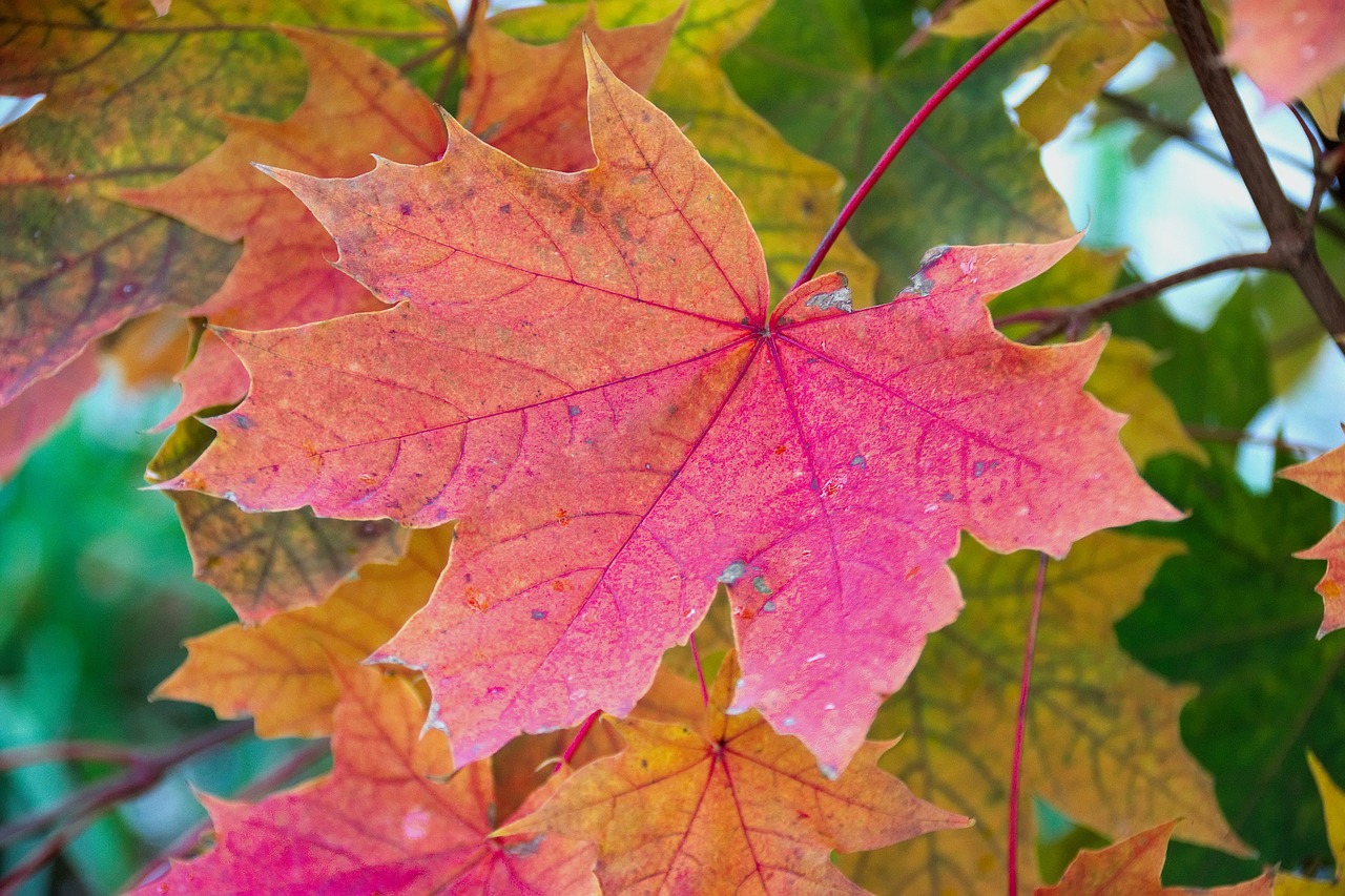 leaf clone autumn leaf free photo