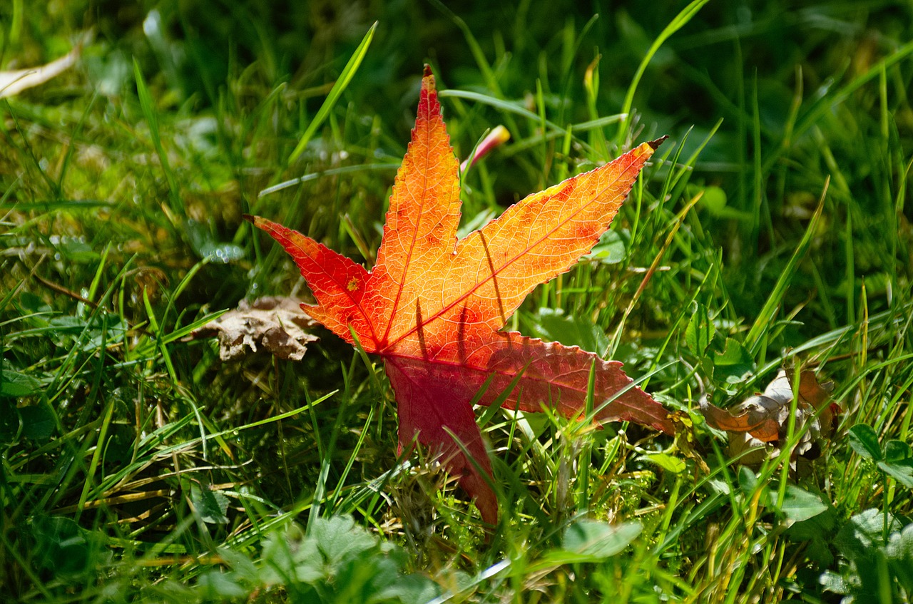 leaf autumn leaf red free photo