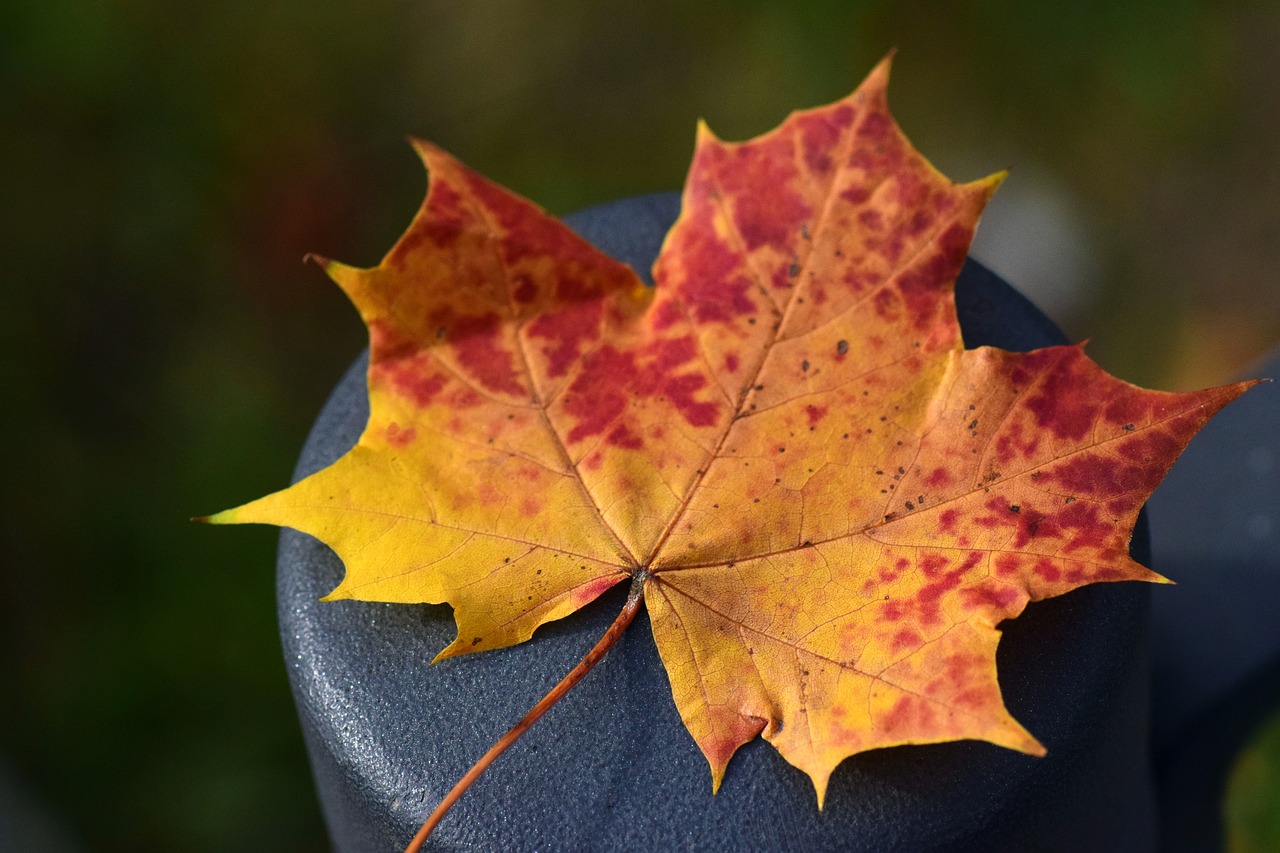 leaf maple leaf autumn free photo