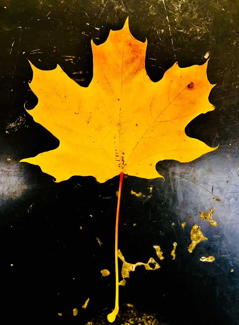 leaf maple autumn free photo