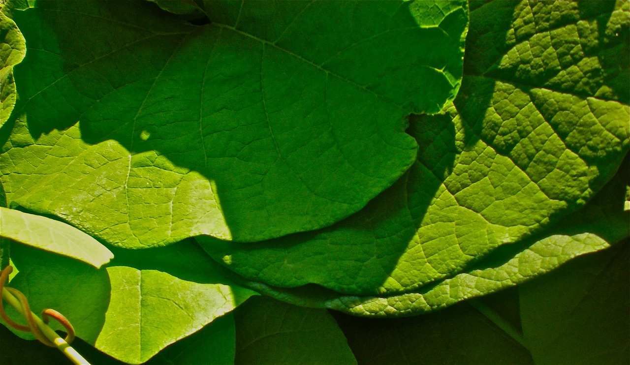 leaf green garden free photo