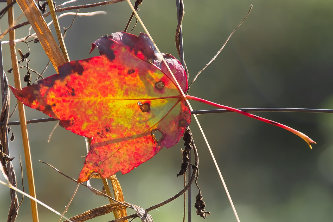 leaf fall autumn free photo