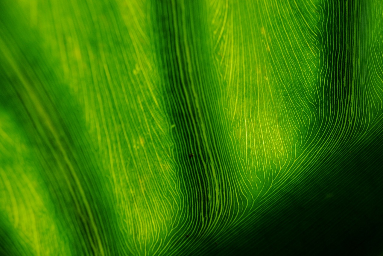 leaf banana leaf green free photo