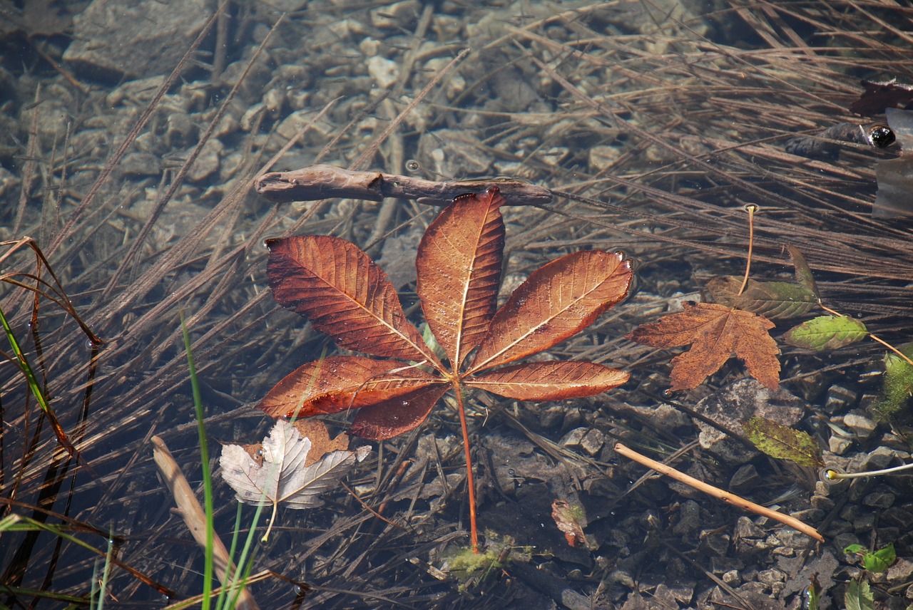 leaf lake autumn free photo