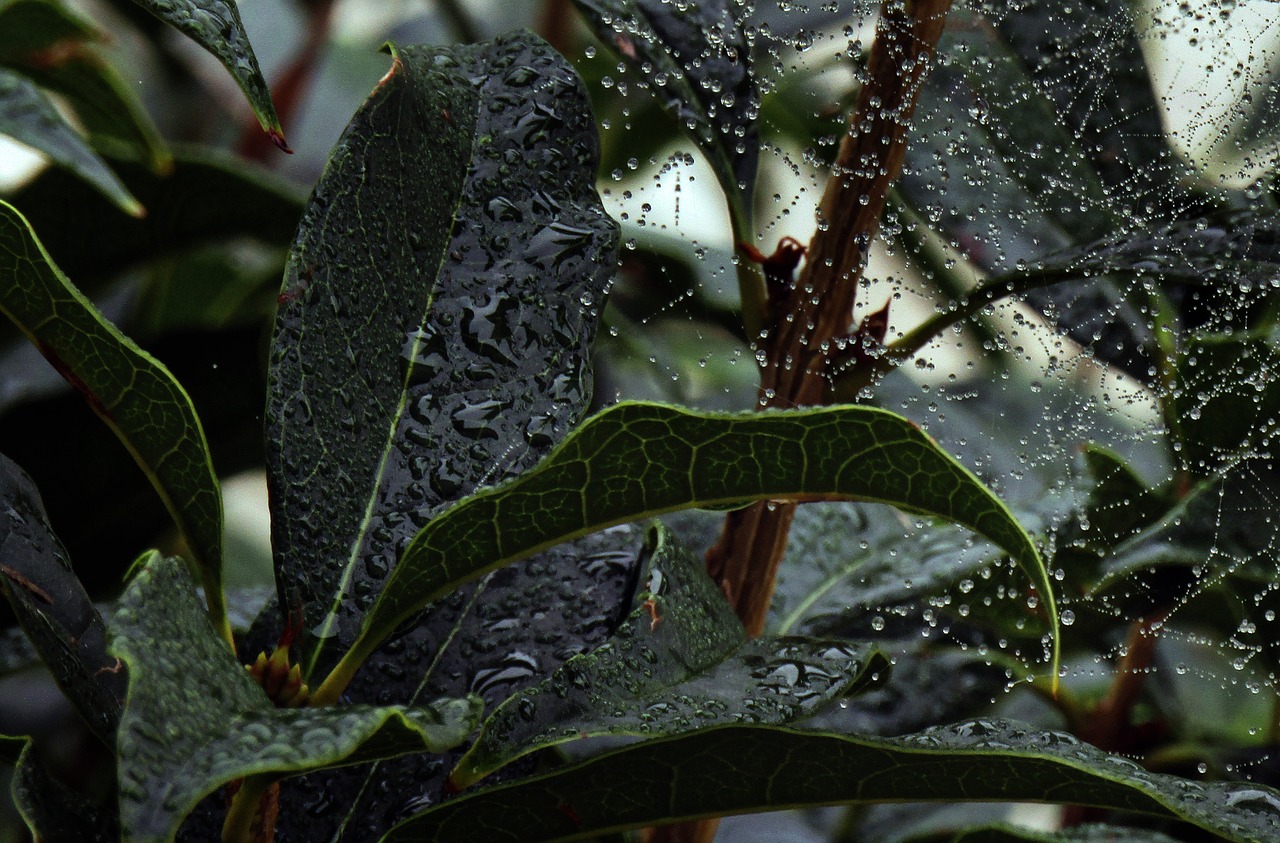 leaf rain web free photo