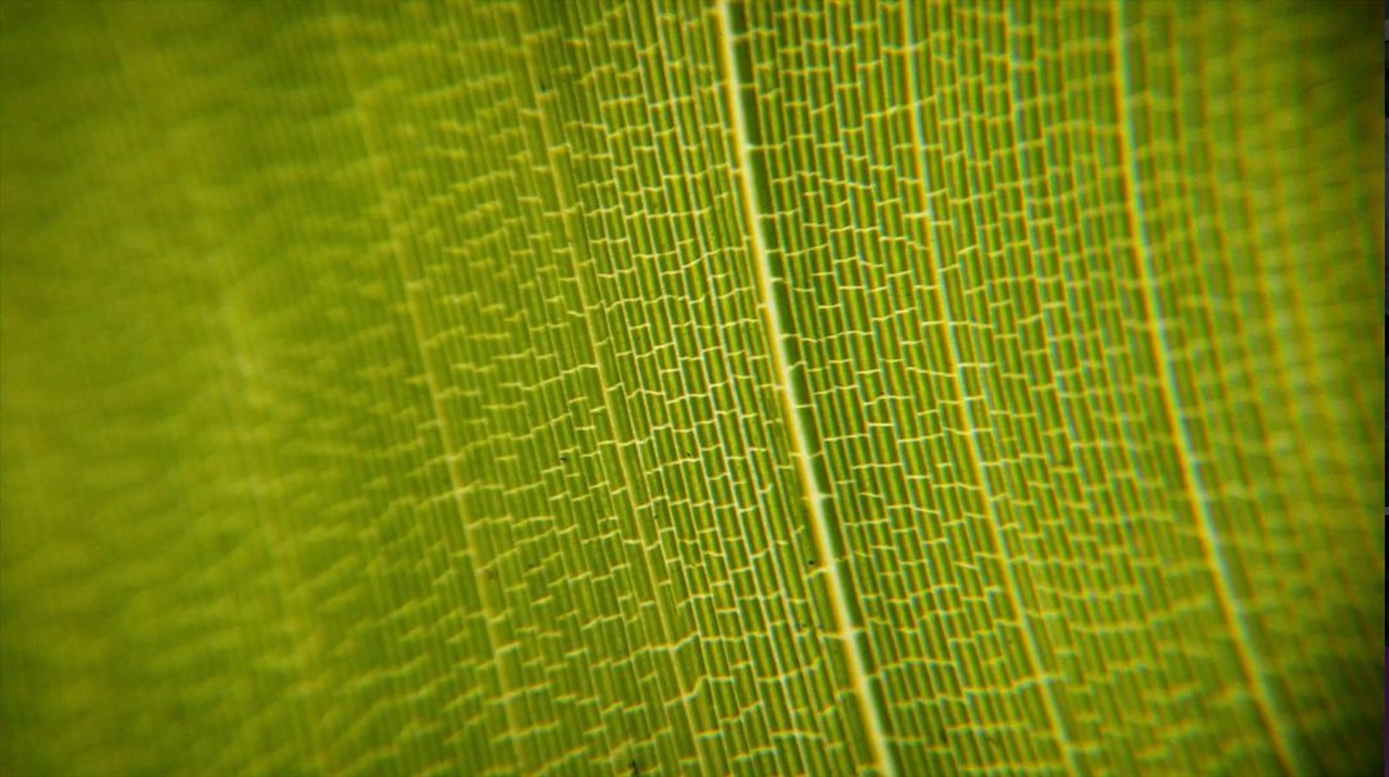 leaf green nature free photo