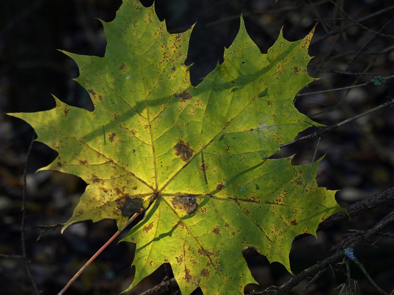 leaf green nature free photo