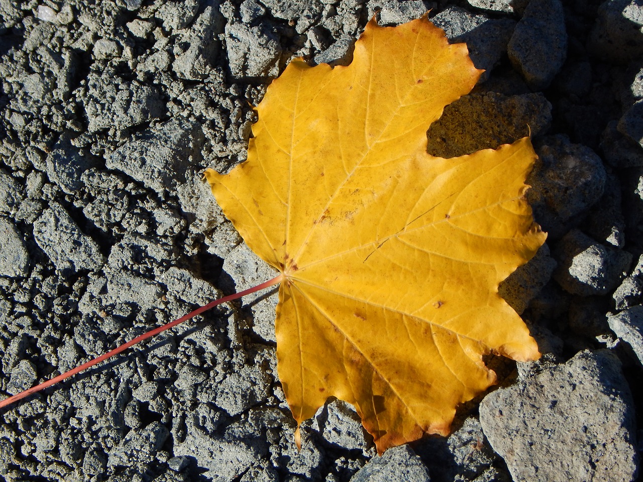 leaf autumn yellow free photo
