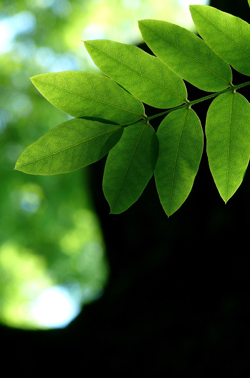 leaf nature green free photo