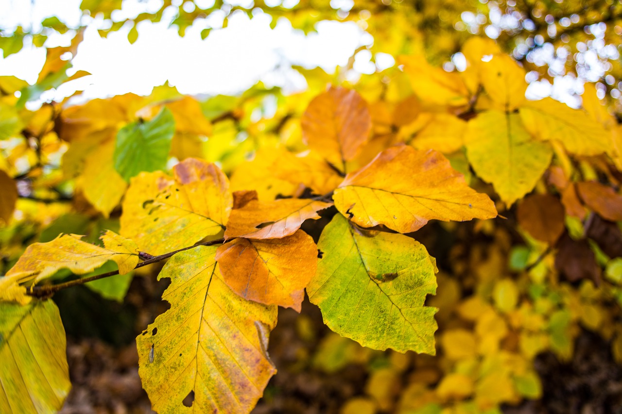 leaf orange fall free photo