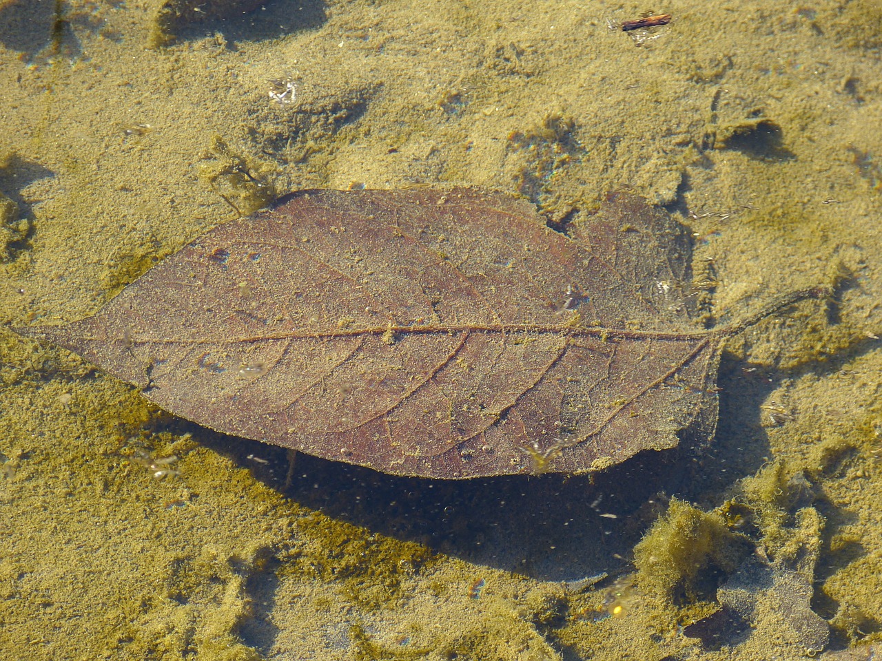 leaf in the water brown free photo