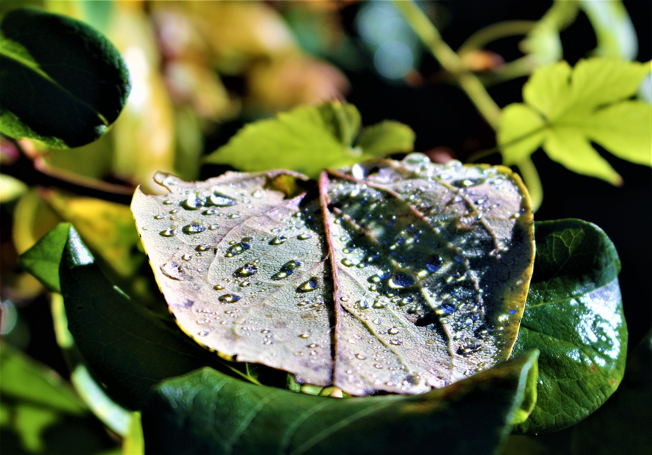 leaf drops raindrops free photo