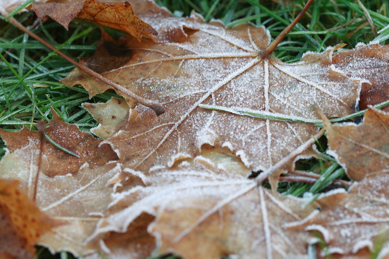 leaf frozen autumn free photo