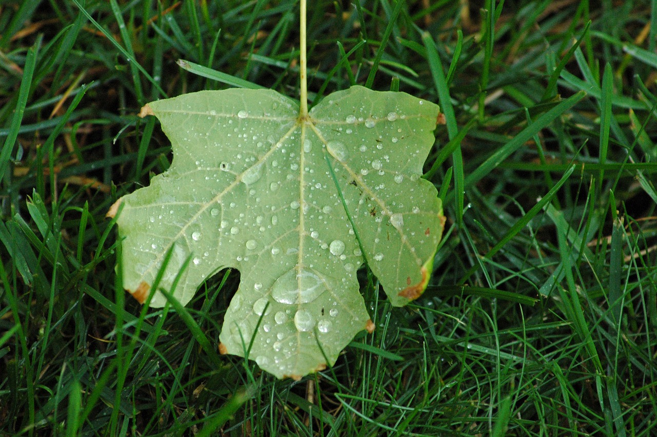 leaf water nature free photo