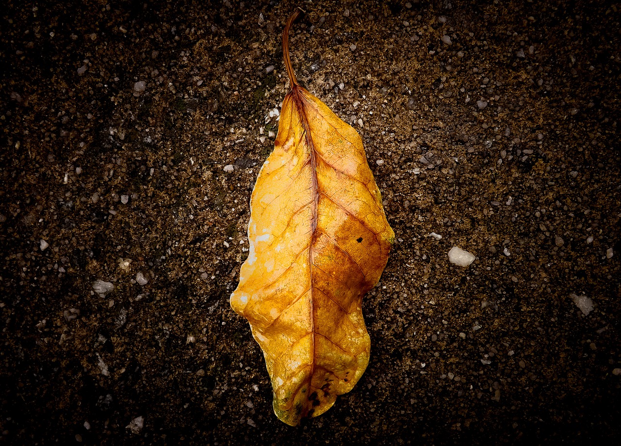 leaf nature fallen leaves free photo