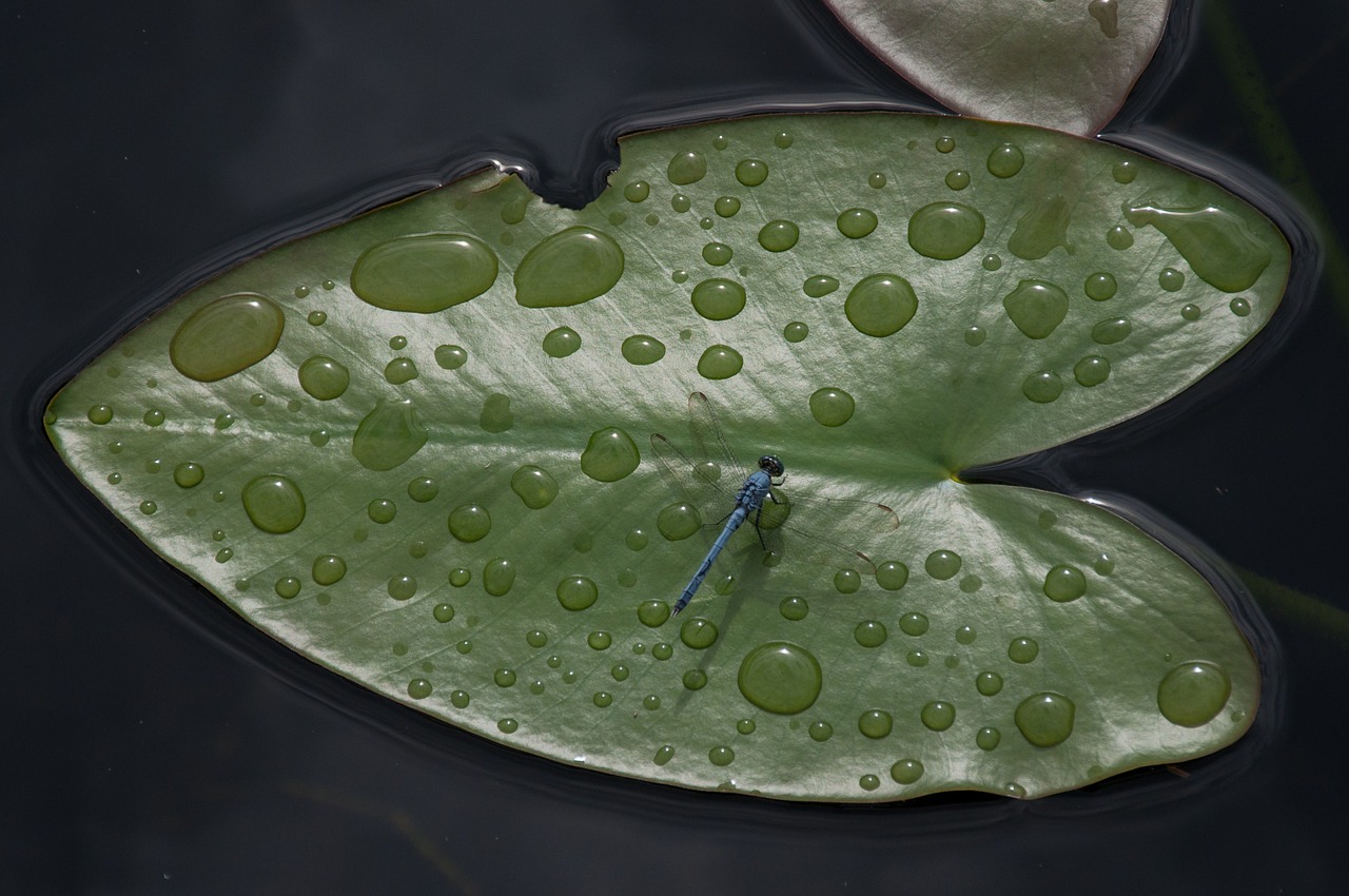 leaf floating drop of water free photo