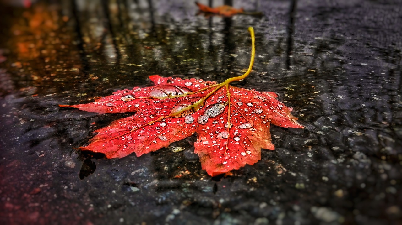 leaf tree road free photo