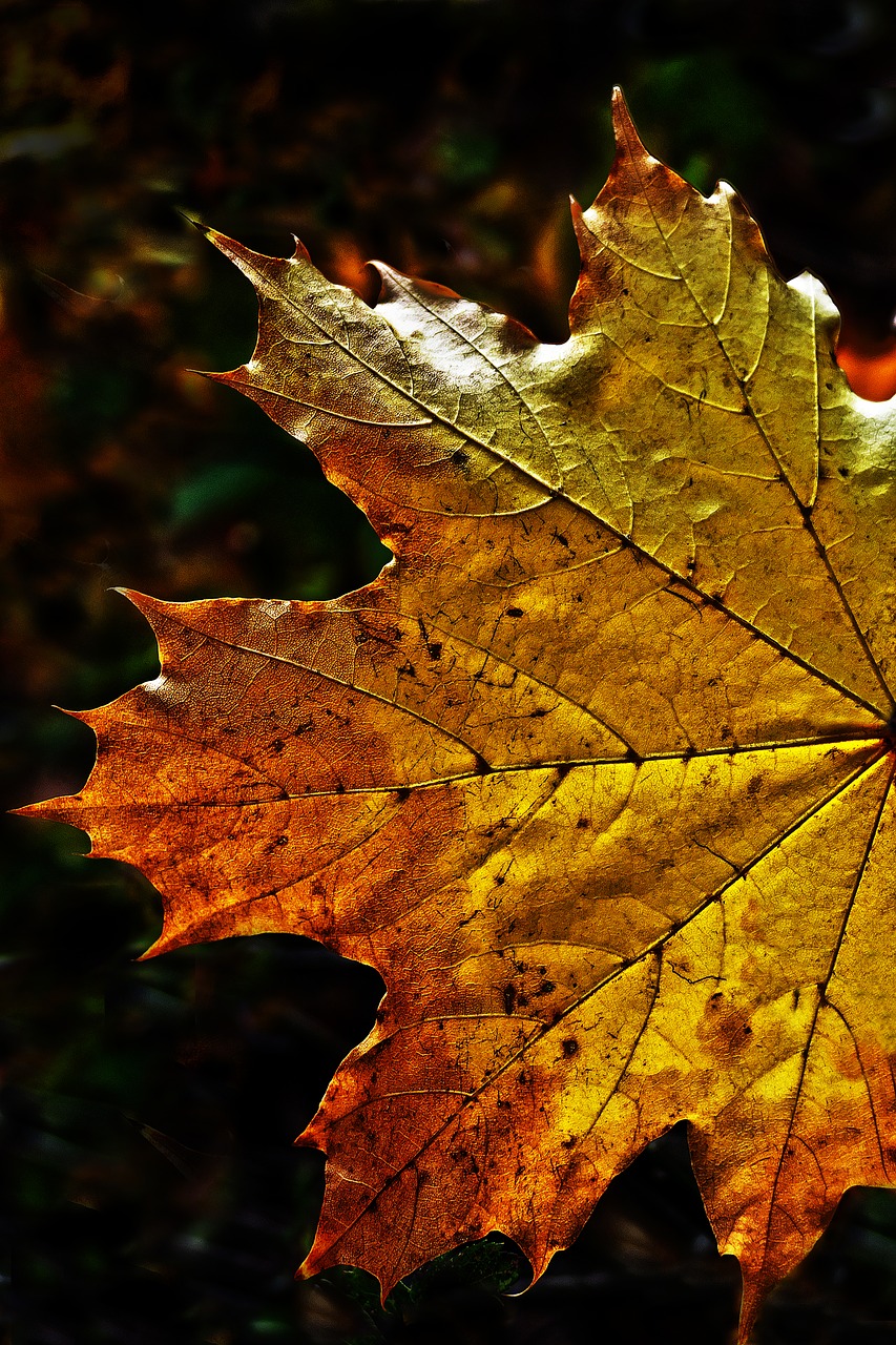 leaf autumn leaf fall color free photo
