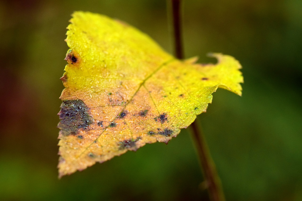 leaf leaves autumn free photo