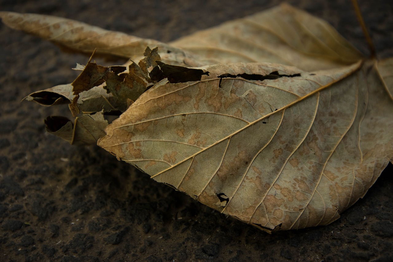 leaf brushwood withered free photo
