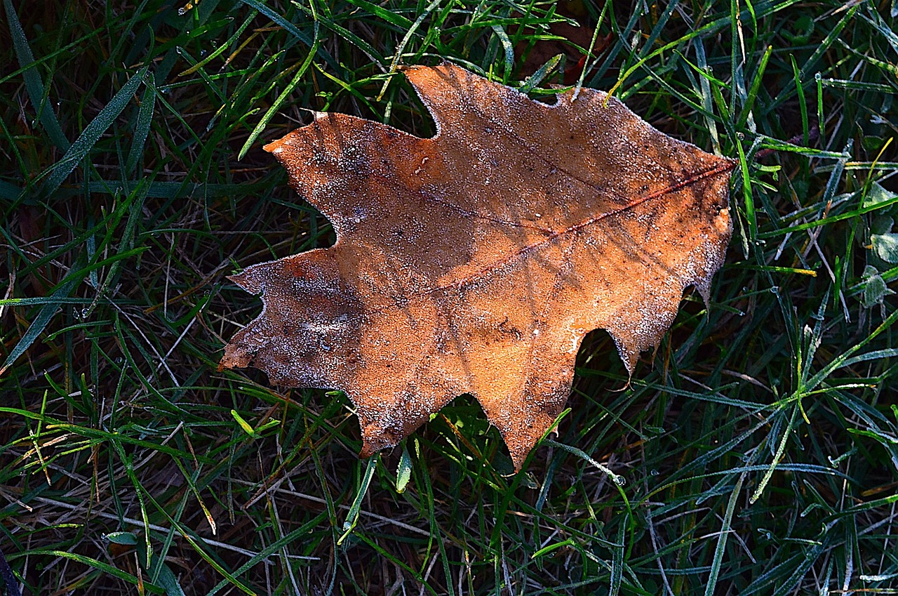 leaf sunlight frost free photo