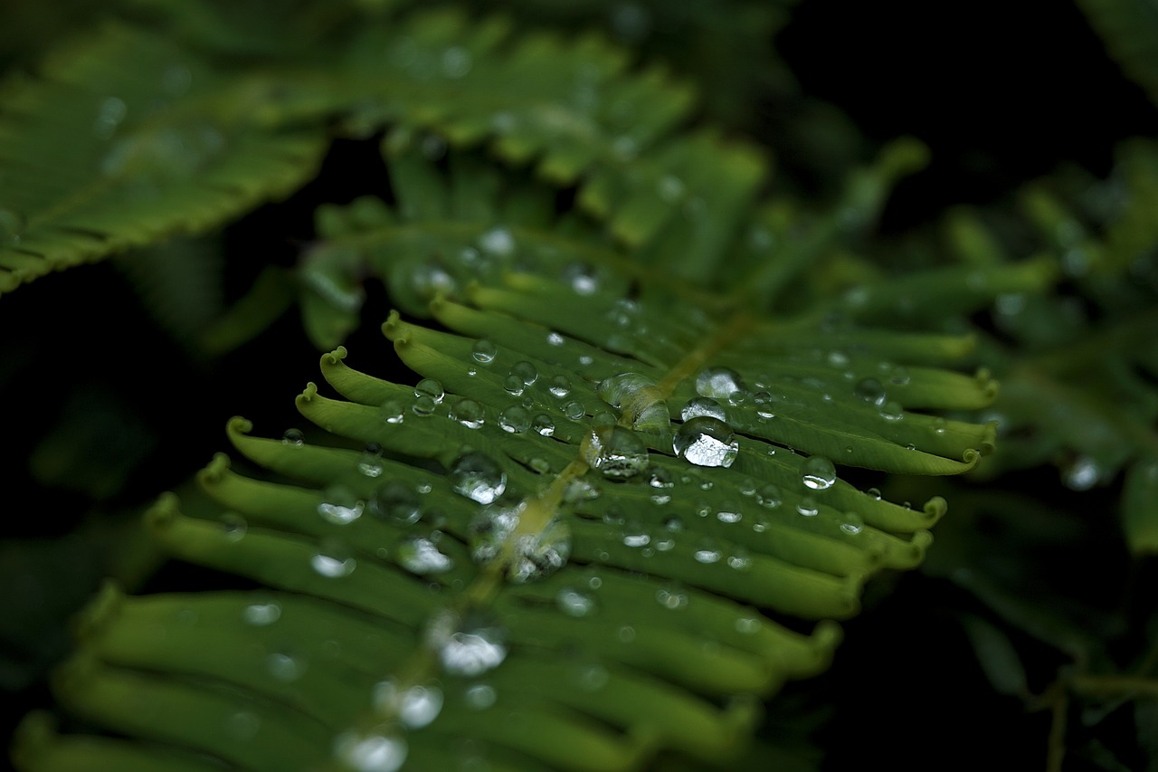 leaf water drops wet free photo