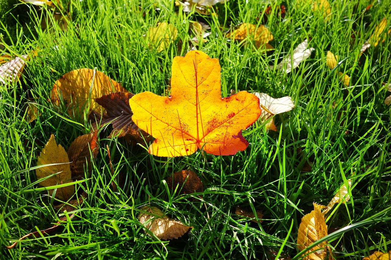 Трава с листвой осень