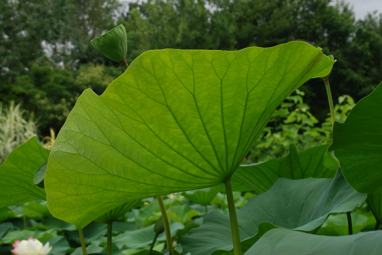 Вьетнам растение с крупными листьями
