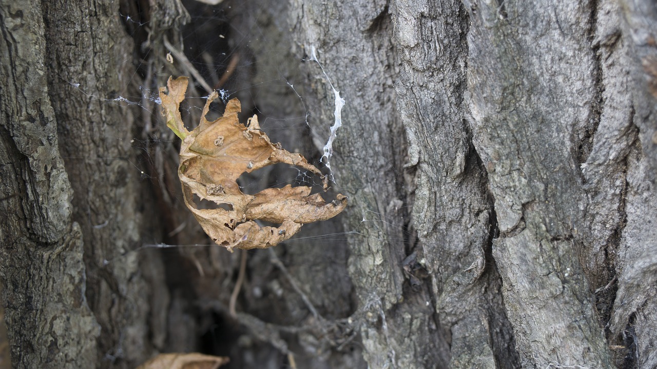 leaf tree nature free photo