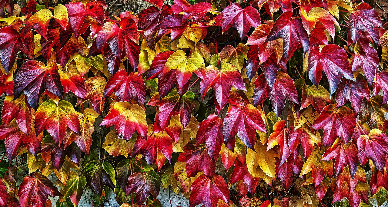 leaf autumn fall color free photo