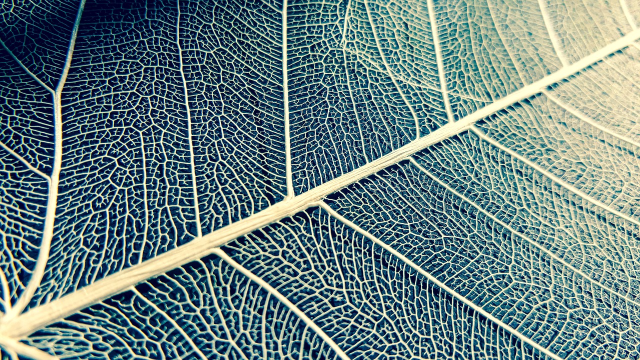 leaf white structure free photo