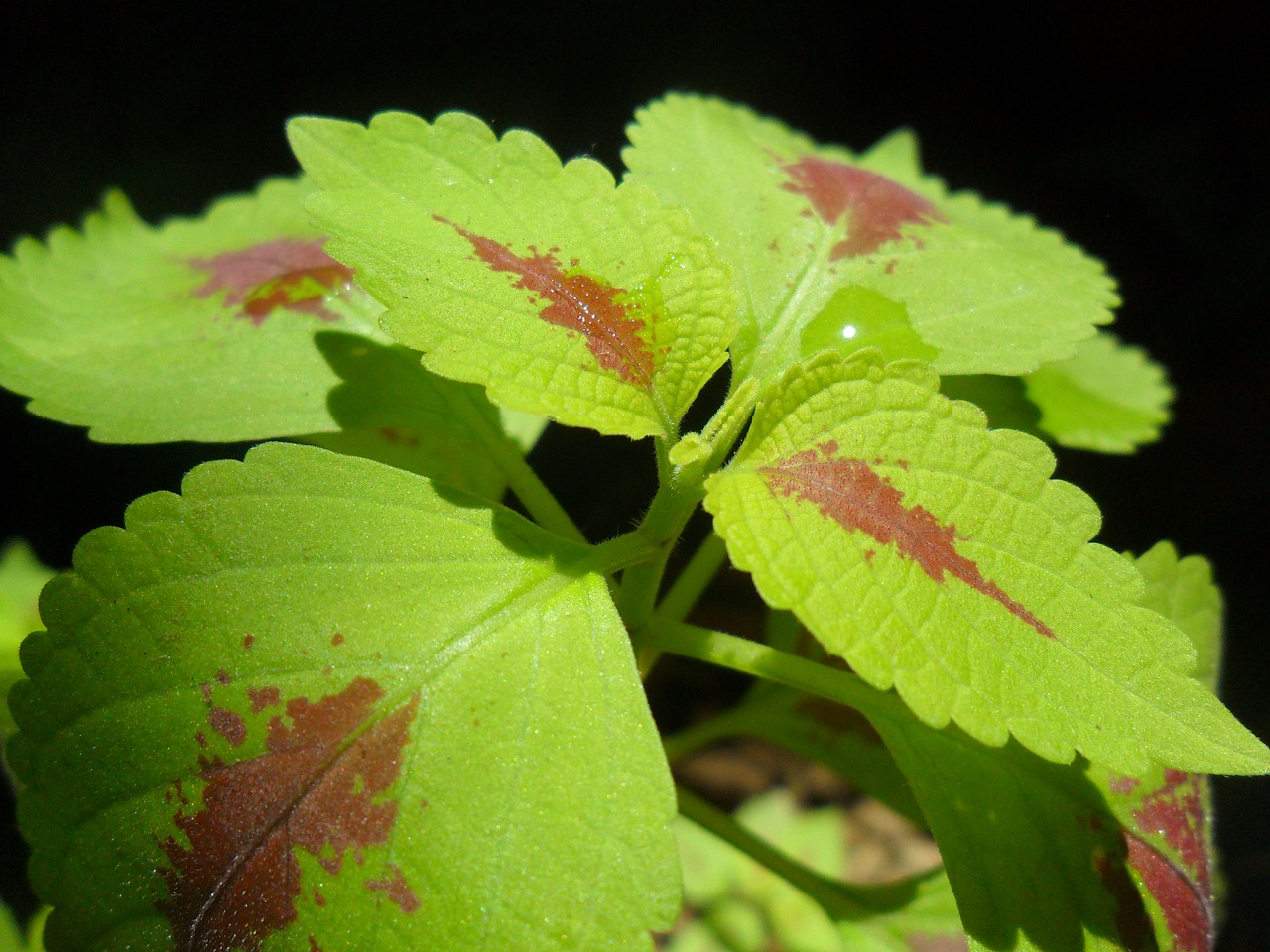 leaf nature flora free photo