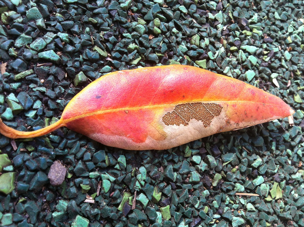 leaf autumn decay free photo