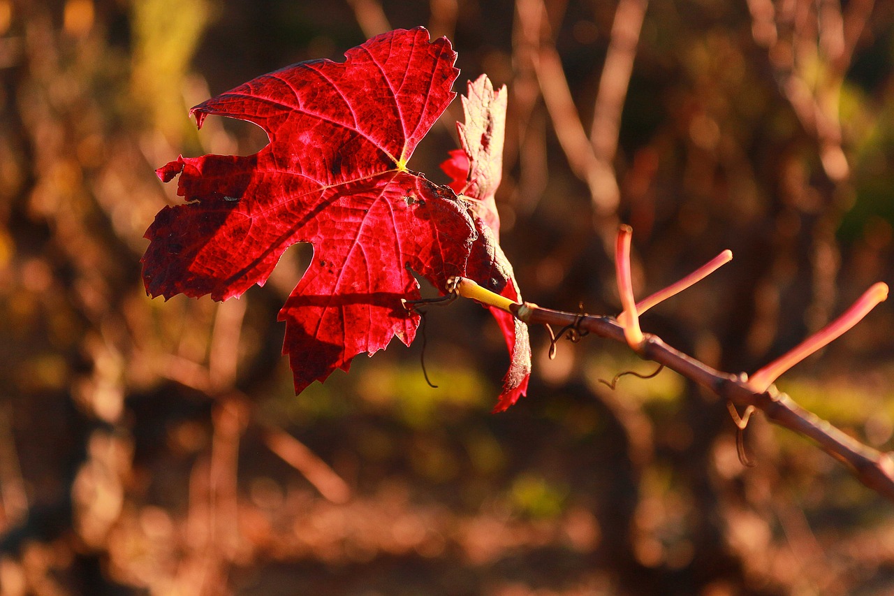 leaf vine provence free photo