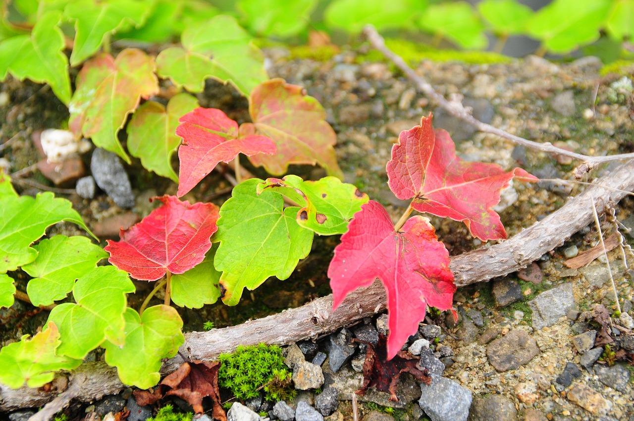 leaf autumn ivy free photo