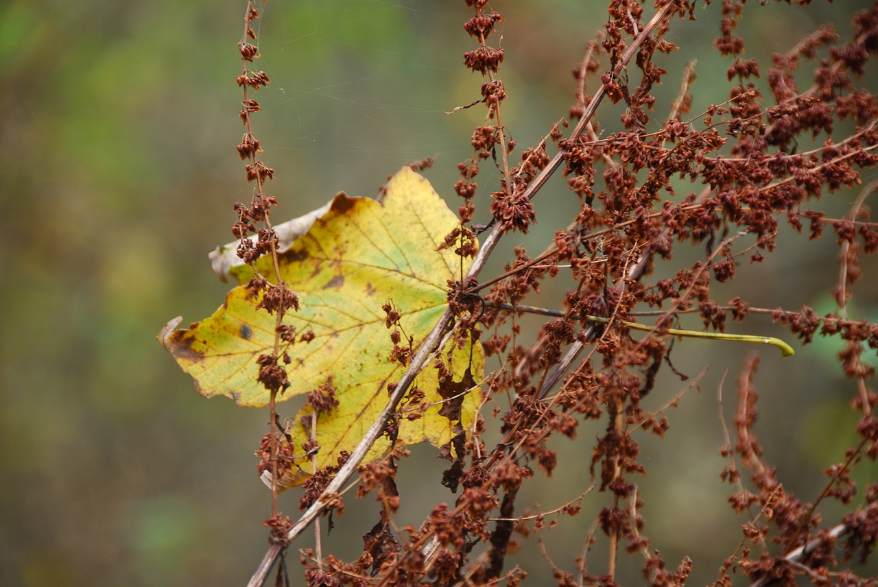 leaf leaves autumn free photo