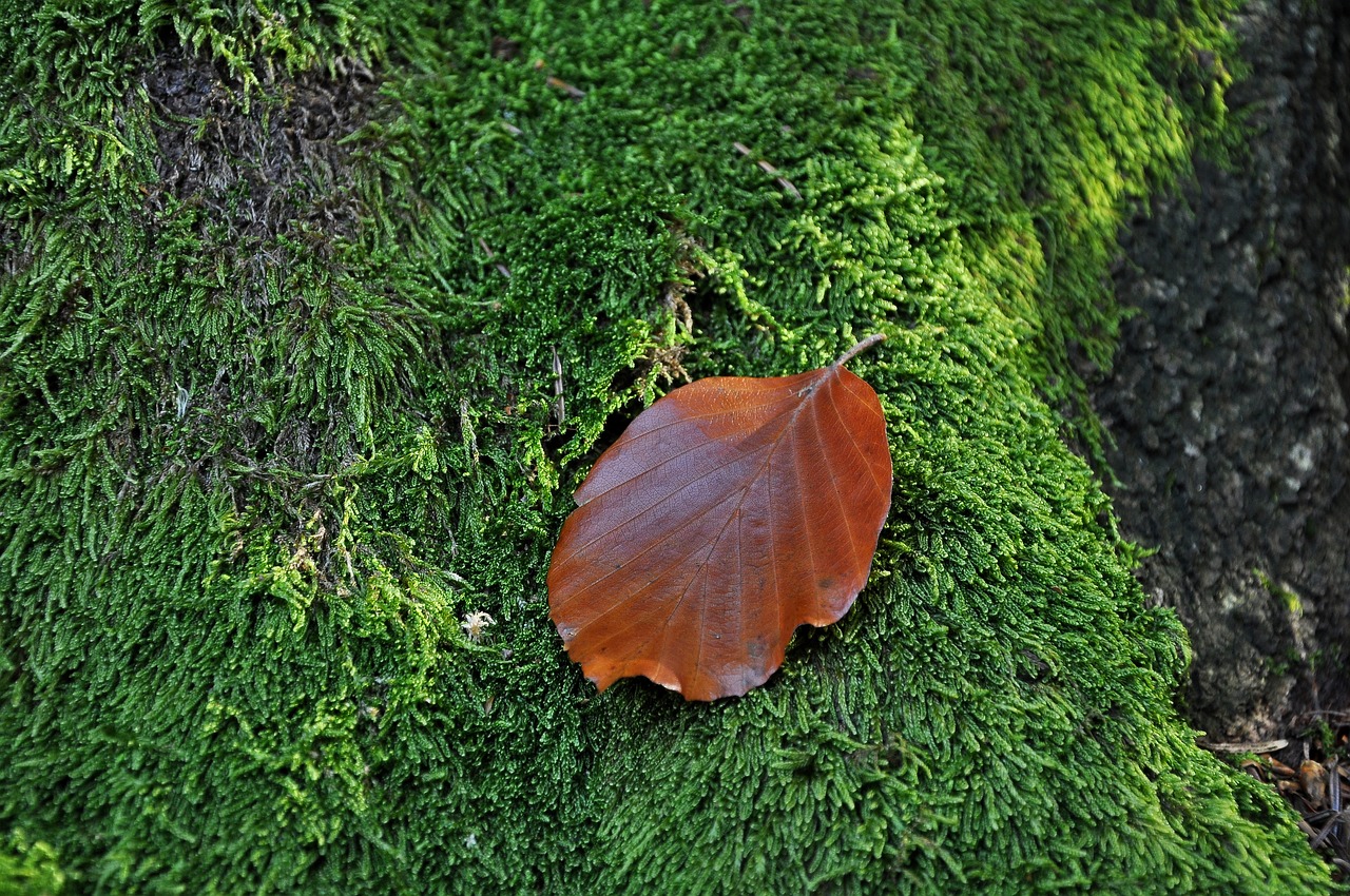 leaf moss macro free photo