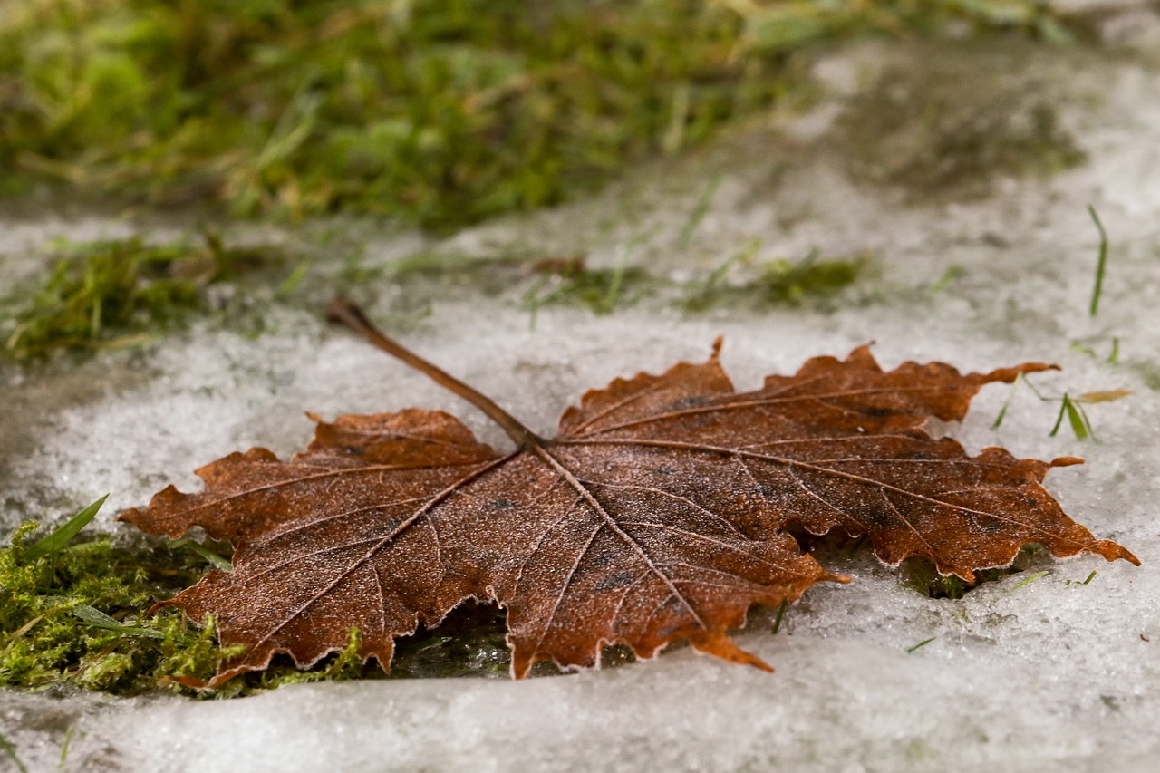 leaf autumn fall free photo