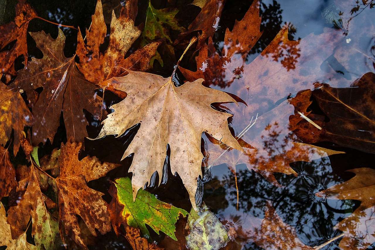 leaf yellow autumn free photo