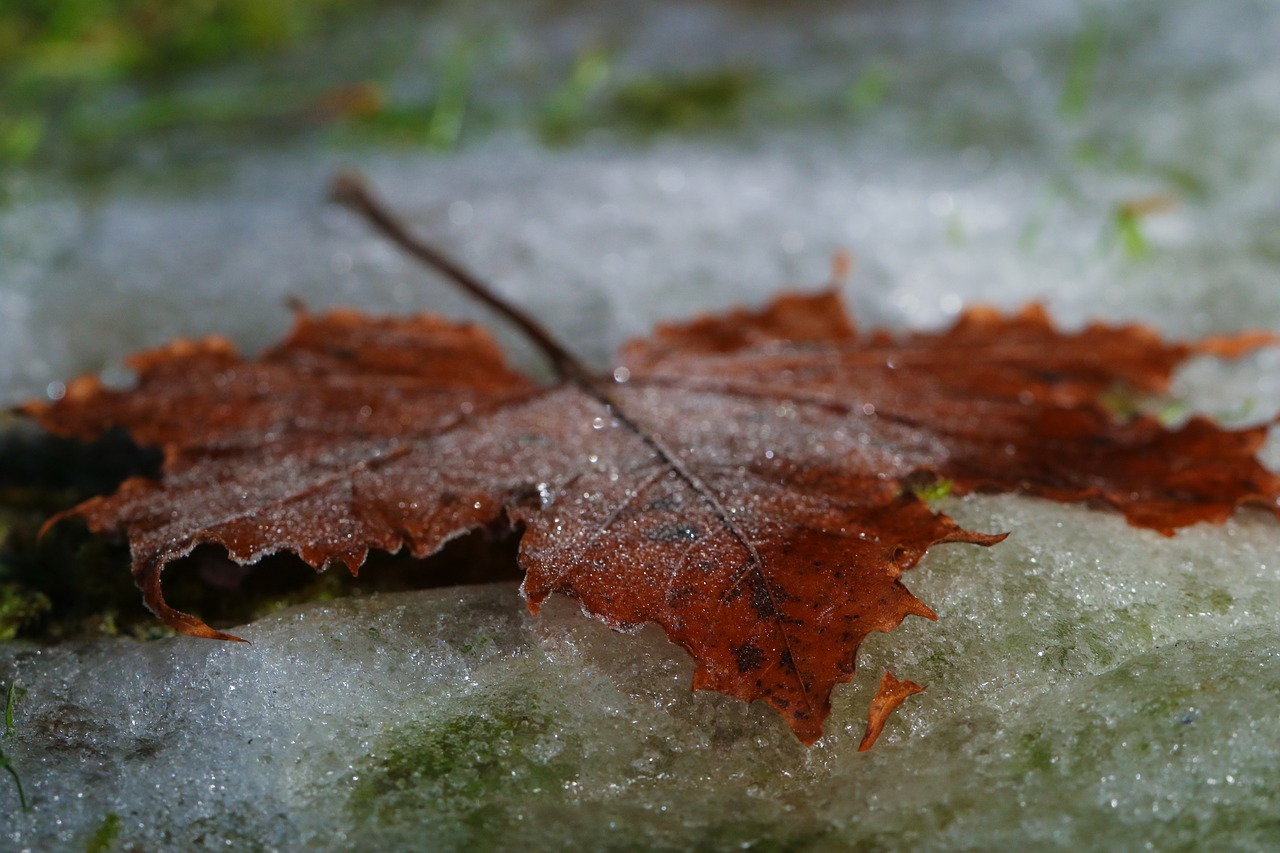 leaf autumn frost free photo