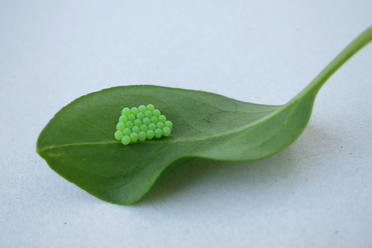 leaf egg green free photo