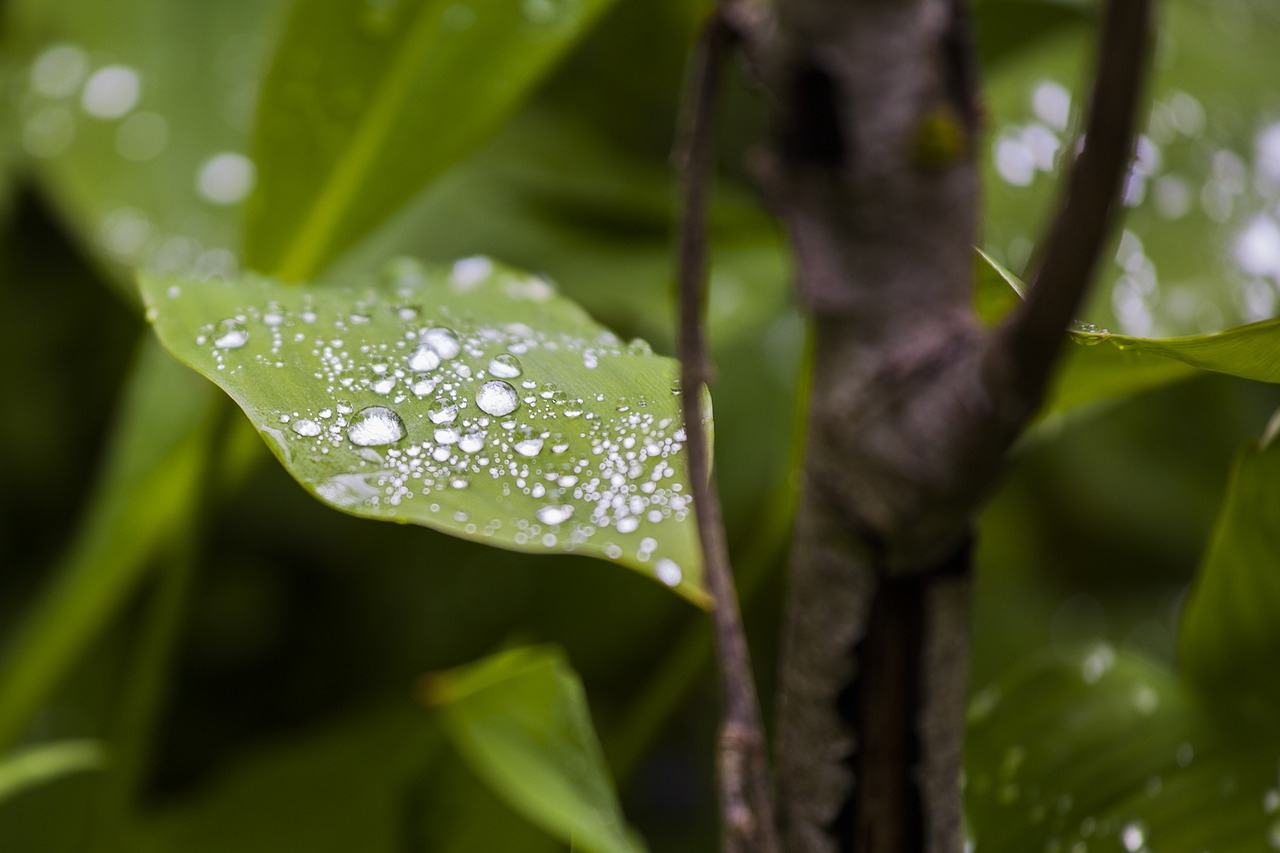 leaf green nature free photo