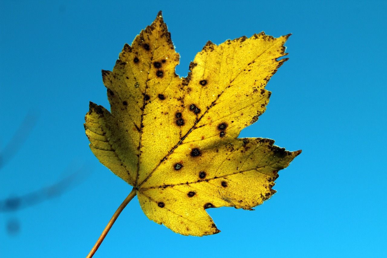 leaf autumn nature free photo